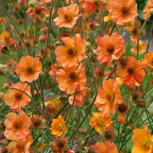 Totally Tangerine Avens elegant, warm tangerine-orange flowers with poppy-like petals on tall stems.
