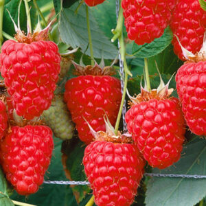 Bright red Tulameen Raspberry fruits hanging from the plant.