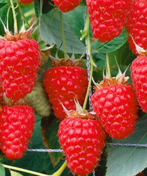 Bright red Tulameen Raspberry fruits hanging from the plant.