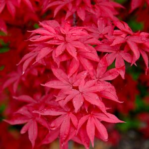Twombly's Red Sentinel Japanese Maple red leaves.