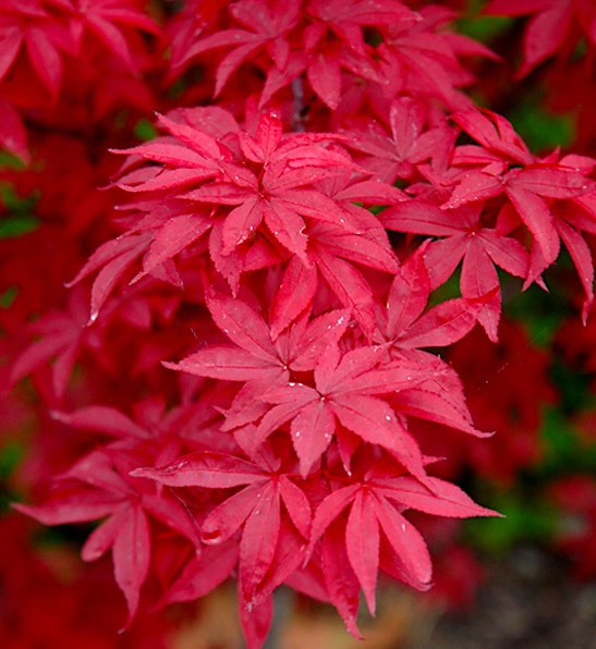 Red Dwarf Japanese Maple Tree | Twombly's Red Sentinel Maple