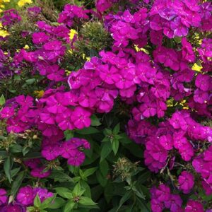 Ultraviolet Phlox striking, dense terminal panicles of magenta flowers on tall, sturdy stems.
