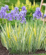 A tall, variegated iris with unique yellow and green variegated foliage, and lavender-blue flowers.