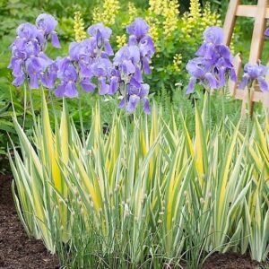 A tall, variegated iris with unique yellow and green variegated foliage, and lavender-blue flowers.