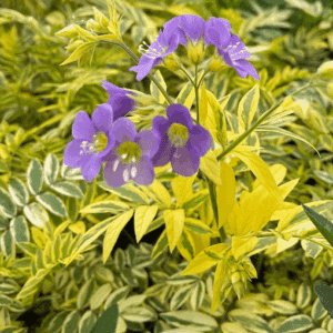 Variegated Jacob's Ladder bluish-lavender flowers surround by the plant's yellow and green foliage.