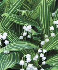 Tiny, bell-shaped, white flowers in front of broad tulip-like green leaves with creamy-yellow striping.