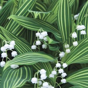 Tiny, bell-shaped, white flowers in front of broad tulip-like green leaves with creamy-yellow striping.