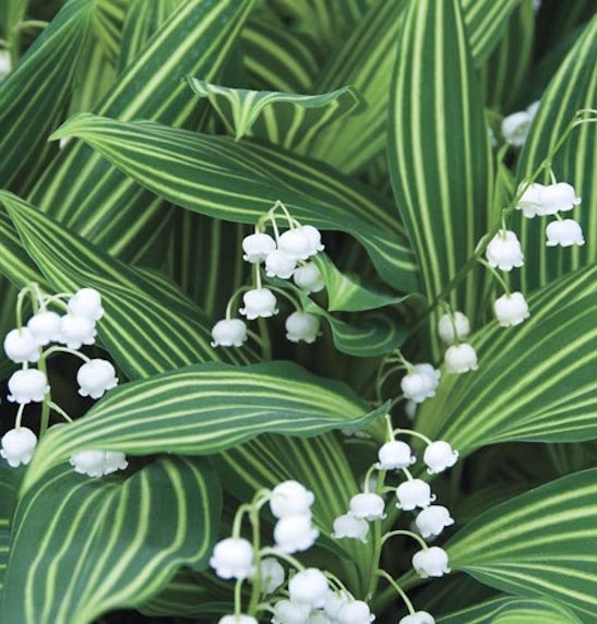Variegated lily of the valley plant | Convallaria majalis 'Albostriata' Tiny, bell-shaped, white flowers in front of broad tulip-like green leaves with creamy-yellow striping.