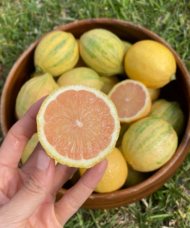A cut, pink-fleshed lemon in a women's hand, held above a bowl of lemons with a textured, yellow skin with green streaking.