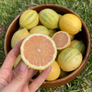 A cut, pink-fleshed lemon in a women's hand, held above a bowl of lemons with a textured, yellow skin with green streaking.