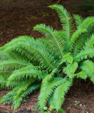 A large, Western Sword Fern with arching, dense, erect fronds that are 4 feet tall.