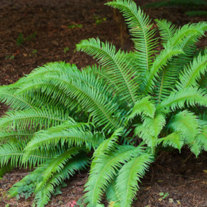 A large, Western Sword Fern with arching, dense, erect fronds that are 4 feet tall.