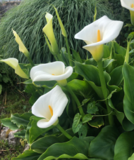 White Calla Lily large, elegant, hood-shaped blooms with yellow spadix, on tall, fleshy stems.