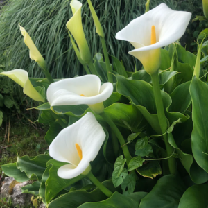 White Calla Lily large, elegant, hood-shaped blooms with yellow spadix, on tall, fleshy stems.