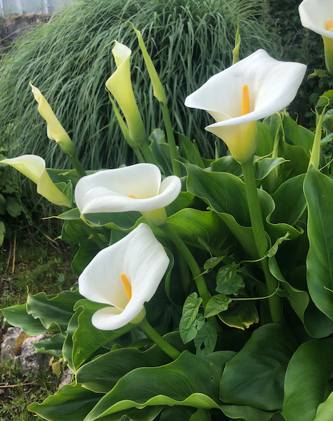 White Calla lily | Colombe de la Paix Calla Lily White Calla Lily large, elegant, hood-shaped blooms with yellow spadix, on tall, fleshy stems.