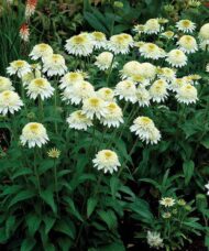 White Coneflower with double flowers of ivory to yellow disc florets surrounded by a skirt of white ray florets.