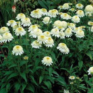 White Coneflower with double flowers of ivory to yellow disc florets surrounded by a skirt of white ray florets.