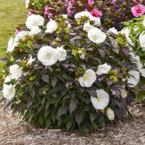 White Hardy Hibiscus perennial bush of matte black foliage and very large, cupped, white flowers.