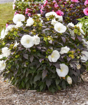 White Hardy Hibiscus Perennial | Hibiscus 'Cookies and Cream' White Hardy Hibiscus perennial bush of matte black foliage and very large, cupped, white flowers.