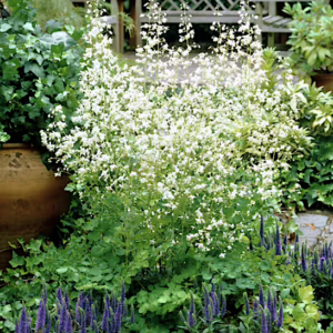 Snowy mist of White Meadow Rue flowers above tall sprays of refined green foliage.