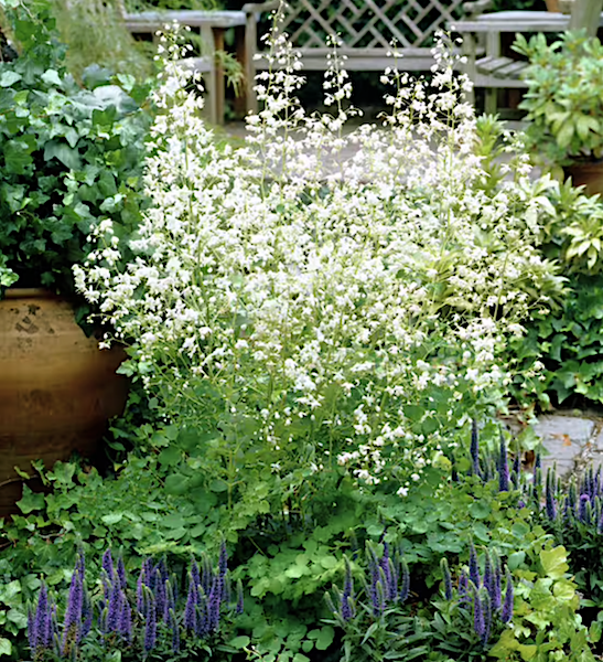 Snowy mist of White Meadow Rue flowers above tall sprays of refined green foliage.