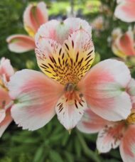 A White Peach Alstroemeria seedling multicoloured bloom, with shades of pink, salmon, orange, yellow, white and green.