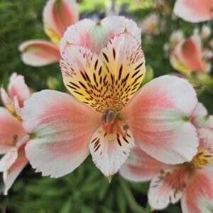 A White Peach Alstroemeria seedling multicoloured bloom, with shades of pink, salmon, orange, yellow, white and green.