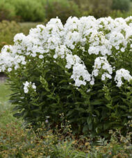 White phlox plants with large, dense, terminal panicles of pure white flowers on tall, upright stems.