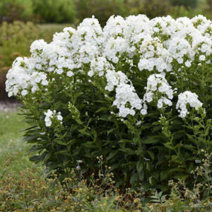 White phlox plants with large, dense, terminal panicles of pure white flowers on tall, upright stems.