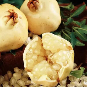 Three fruit from the White Pomegranate Tree - one cracked open to reveal a mass of white, fleshy arils.