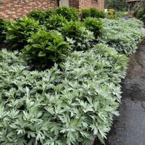 Mounds of White Sagebrush with showy, broadly dissected silver leaves in a border.