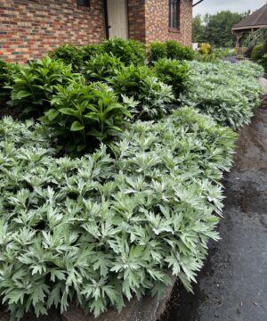 Mounds of White Sagebrush with showy, broadly dissected silver leaves in a border.