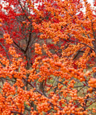 Winter Gold Winterberry branches covered in golden-peach berries.