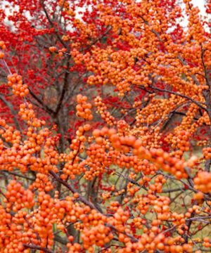 Winter Gold Winterberry branches covered in golden-peach berries.