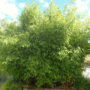 A planting of Winter Hardy Bamboo with slender, upright, tight clumps of green stems with dense, green foliage.