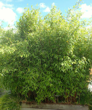 A planting of Winter Hardy Bamboo with slender, upright, tight clumps of green stems with dense, green foliage.
