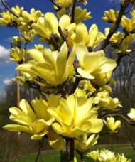 Branches of Yellow Bird Magnolia intensely yellow, tulip-shaped flowers.