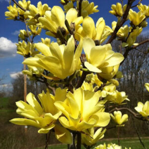 Branches of Yellow Bird Magnolia intensely yellow, tulip-shaped flowers.