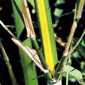 Yellow Groove bamboo culms of green with yellow stripes.