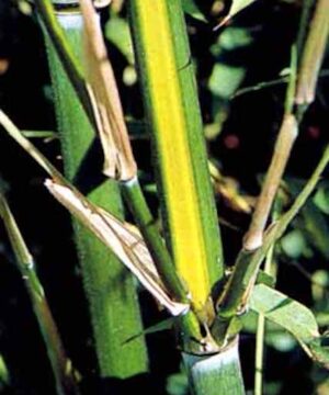 Yellow Groove bamboo culms of green with yellow stripes.