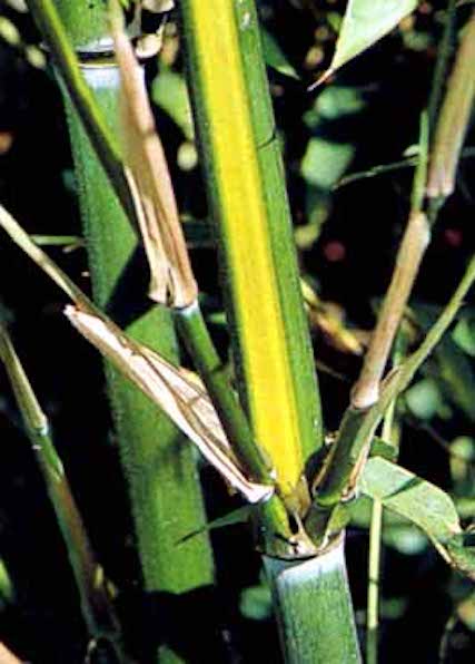 Yellow Groove Bamboo | Phyllostachys aureosulcata Yellow Groove bamboo culms of green with yellow stripes.