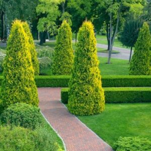 Tall pyramids of Yellow Ribbon Cedar with dense, yellow green evergreen foliage.