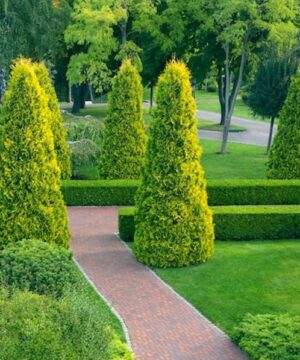 Tall pyramids of Yellow Ribbon Cedar with dense, yellow green evergreen foliage.