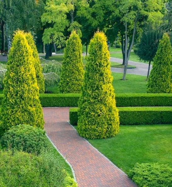 Tall pyramids of Yellow Ribbon Cedar with dense, yellow green evergreen foliage.