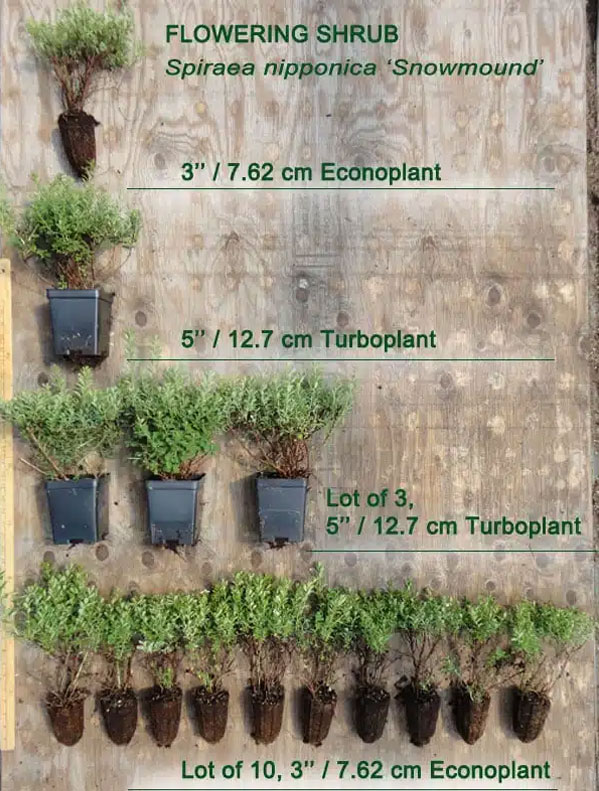 plant sizes 1 - Pot Sizes