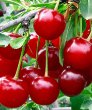 Bright red Valentine cherry fruit.