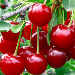 Bright red Valentine cherry fruit.