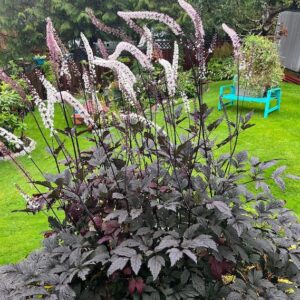 A clump of Black Negligee Cimicifuga near-black purple foliage.