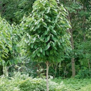 Allegheny Pawpaw Fruit Tree with an ovoid canopy of long