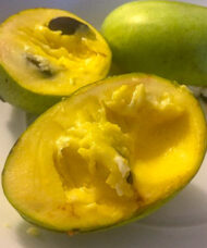 Allegheny Pawpaw tree green fruit with creamy deep golden yellow flesh.